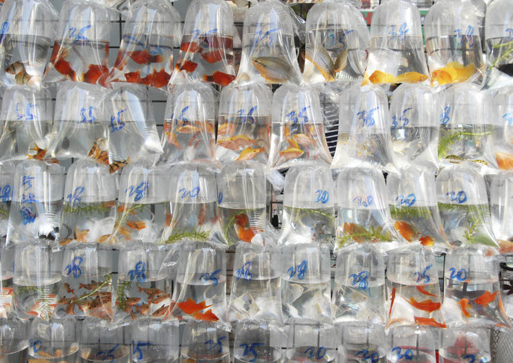 Goldfish Market (Tung Choi Street)